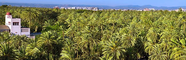 Elche-palmten