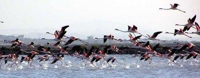 flamingos